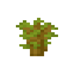 Acacia Sapling