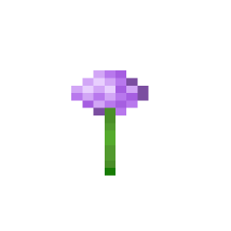Allium