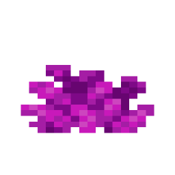 Bubble Coral
