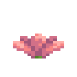 Cactus Flower