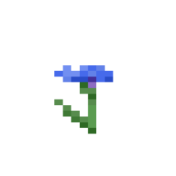 Cornflower