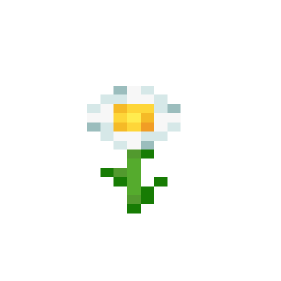 Oxeye Daisy
