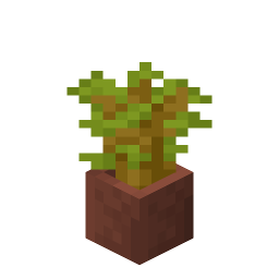 Potted Acacia Sapling