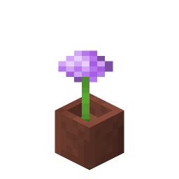 Potted Allium