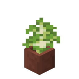 Potted Birch Sapling