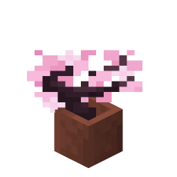 Potted Cherry Sapling