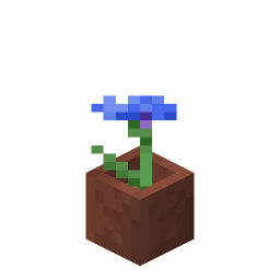Potted Cornflower