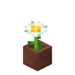 Potted Oxeye Daisy