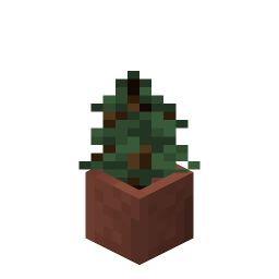 Potted Spruce Sapling
