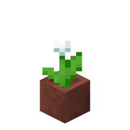 Potted White Tulip
