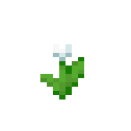 White Tulip