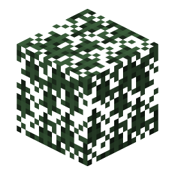 Spruce Leaves
