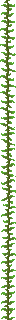block/kelp_plant texture
